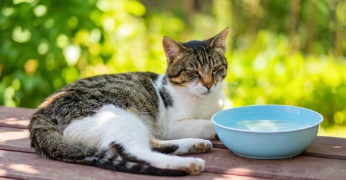 Summer Cat Care: Protecting Cats from Heat and Sun (2026)