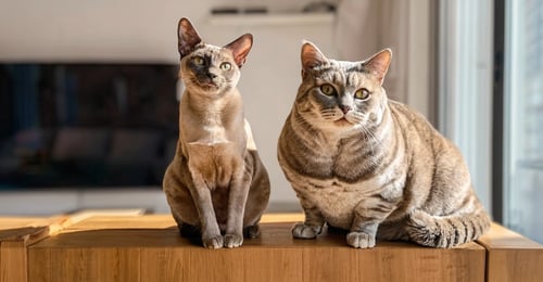 Manx vs Japanese Bobtail: The 2026 Breed Comparison Guide