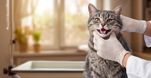 Katzenzahnpflege: Ihr umfassender Leitfaden zur felinen Mundgesundheit im Jahr 2026