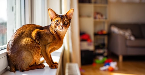 Most Intelligent Cat Breeds: Smart Cats Ranked for 2026