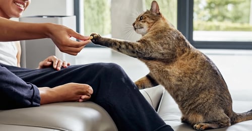 Living with Cat Allergies: A Complete Guide for 2026
