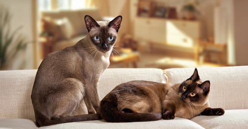 Tonkinese vs Burmese: The Complete 2026 Breed Comparison Guide
