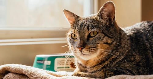 Best Cat Food for Senior Cats: A 2026 Nutrition Guide for Cats 7+