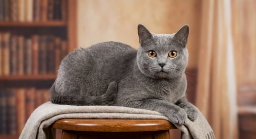 Chartreux-Katze: Frankreichs stiller, lächelnder blauer Begleiter