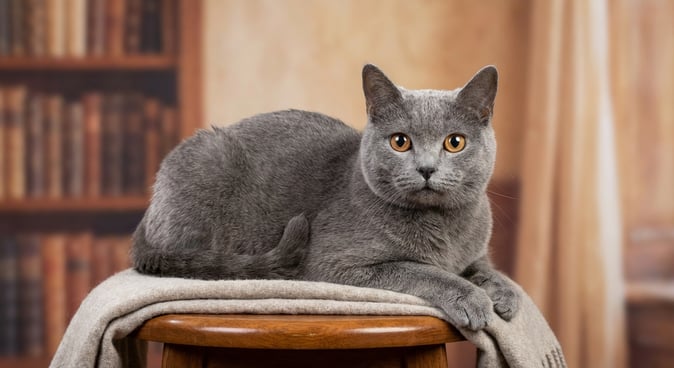 Chartreux-Katze: Frankreichs stiller, lächelnder blauer Begleiter