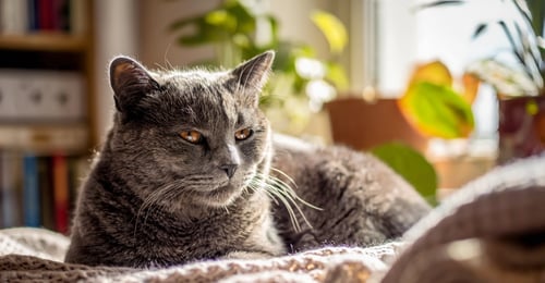 Senior Cat Health: A Complete Guide to Caring for Your Aging Feline in 2026