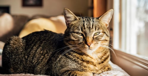 Cat Lymphoma: A Complete Guide to Feline Cancer in 2026