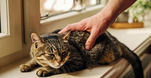 كيف تعرف إذا كان قطك مريضًا: 10 علامات تحذيرية حرجة (2026)