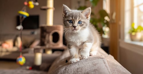 Einen Kätzchen zu Hause einführen: Der komplette Leitfaden für die erste Woche 2026