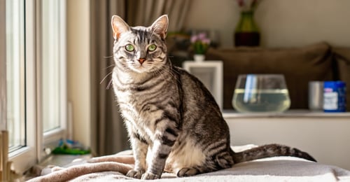 Cat Diarrhea: A Complete 2026 Guide to Causes, Treatment & When to Worry