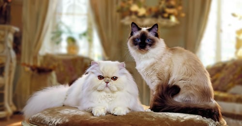 Himalayan vs Persian Cat: 2026 Complete Breed Comparison Guide
