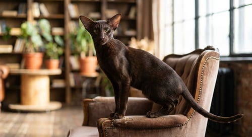 Oriental Shorthair: The Rainbow of Feline Personalities