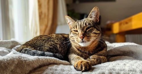 Feline Arthritis: The 2026 Guide to Diagnosis, Treatment & Pain Management