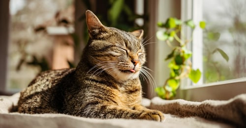 Understanding Cat Purring: The Science of Healing and Communication