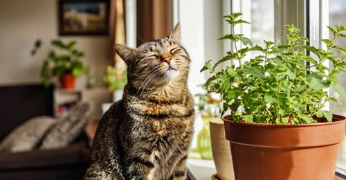 Cat Behavior Problems: Solutions for Common Issues