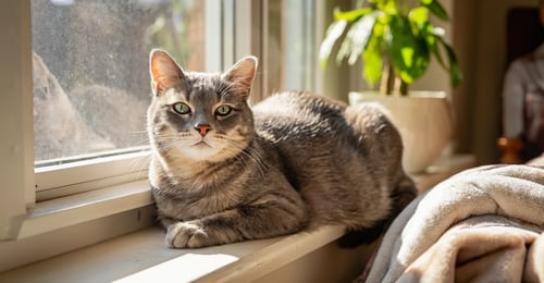 Feline Immunodeficiency Virus (FIV): A Complete Guide for Cat Owners in 2026
