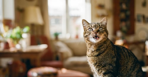 Why Is My Cat Sneezing? Causes, Home Care, and When to See a Vet (2026 Guide)