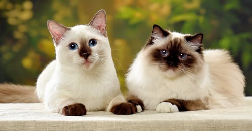 Birman vs Ragdoll Cat: A 2026 Guide to Sacred Beauty vs. Floppy Affection