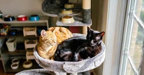 Multi-Cat Household Harmony: Your 2026 Guide to Peaceful Feline Coexistence