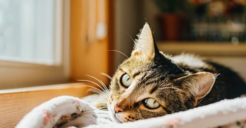 Cat Upper Respiratory Infection (URI): Your 2026 Guide to Symptoms, Treatment & Recovery