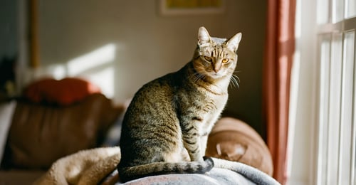 Cat Lymphoma in 2026: A Complete Guide to Feline Cancer Types, Treatment & Prognosis