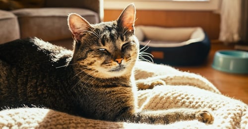 Senior Cat Care: Your Complete 2026 Guide to Caring for Aging Felines