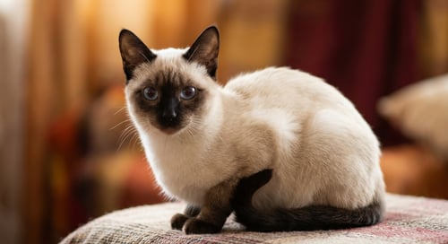 Thai Cat: The Ancient Siamese Beauty with Modern Charm