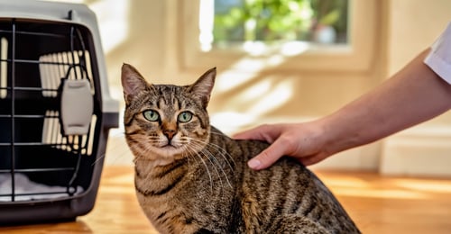 The Complete Guide to Cat Microchipping in 2026: Safety, Registration & Peace of Mind