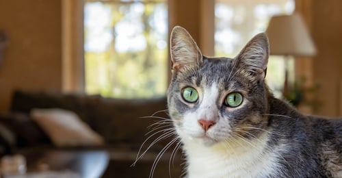 Cat Eye Infections: A Complete 2026 Guide to Causes, Symptoms, Treatment & Prevention