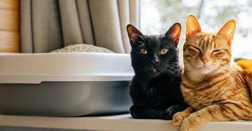 Best Cat Litter for Multiple Cats: The Ultimate Multi-Cat Household Guide 2026