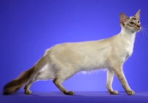The Balinese Cat: The Elegant, Vocal, and Affectionate Long-Haired Siamese