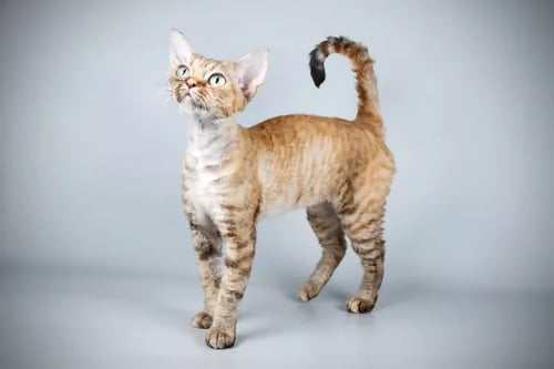 The Devon Rex: The Mischievous Pixie of the Cat World