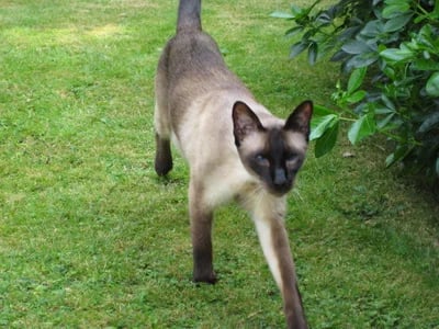 The Siamese Cat: A Symphony of Elegance, Intelligence, and Conversation