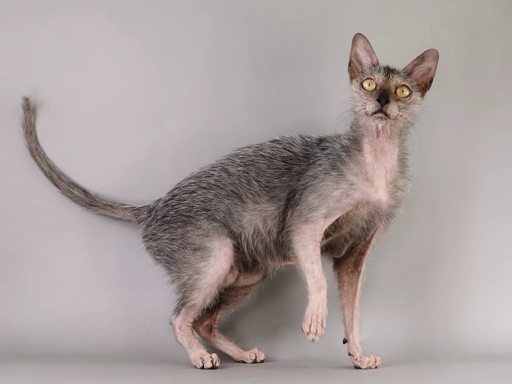 Lykoi