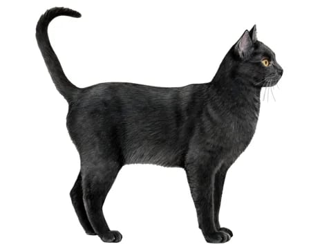 The Bombay Cat: Your Miniature House Panther with a Heart of Gold