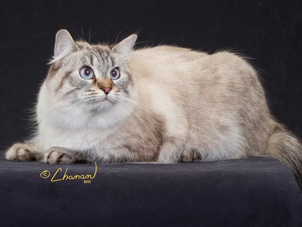 Amerikanische Bobtail