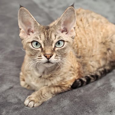 The German Rex: The Velvety Charmer with a Heart of Gold