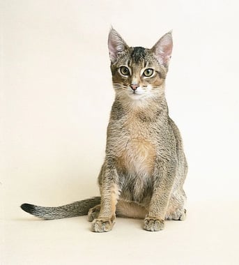 The Abyssinian Cat: The Agile Athlete of the Feline World