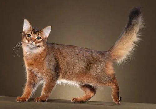 The Somali Cat: The Foxy, Long-Haired Charmer of the Cat World