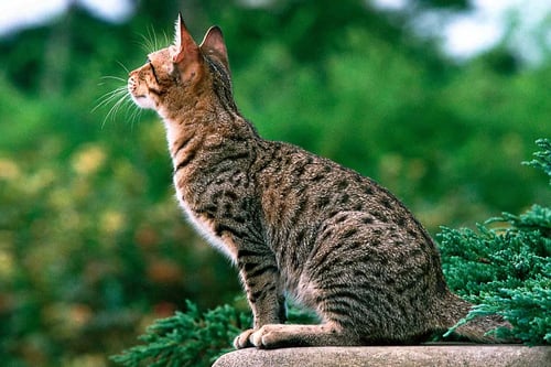 The Savannah Cat: A Majestic Hybrid of Wild Beauty and Domestic Charm