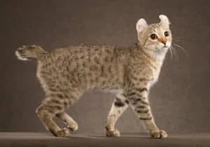 The Highlander Cat: A Majestic & Affectionate Wild-At-Heart Companion