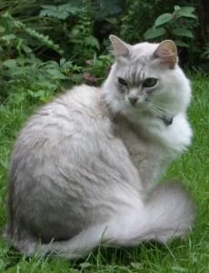 The Tiffanie Cat: A Silken-Haired Charmer from the UK