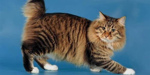 The Cymric Cat: A Tailless Wonder with a Luxurious Coat