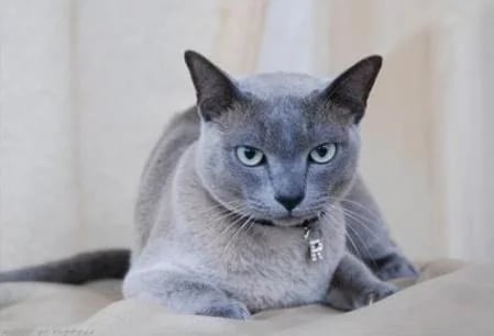 The Tonkinese: The Best of Both Worlds in a Playful, Affectionate Package