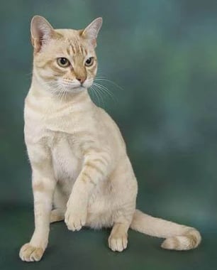 The Australian Mist: Australia's Purrfectly Gentle and Playful Companion