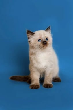 The Ragdoll Cat: Your Gentle, Floppy-Limbed Companion