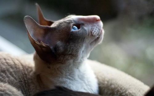 The Cornish Rex: The Velvety Acrobat with a Heart of Gold
