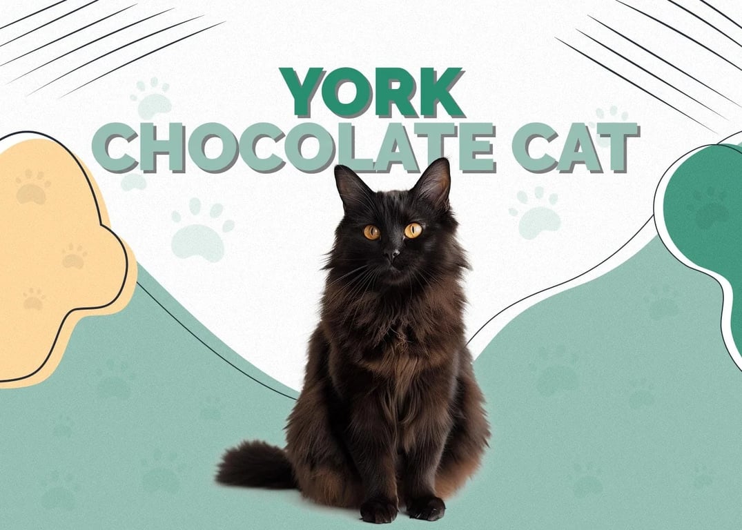 York Chocolate