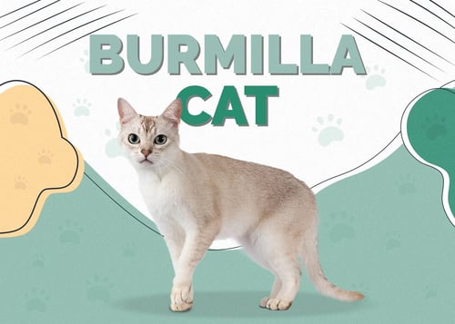 The Burmilla: A Silver-Tipped Treasure of Affection and Charm
