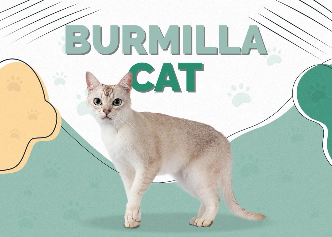 Burmilla